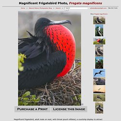 Magnificent Frigatebird Photo, Stock Photograph of a Magnificent Frigatebird, Fregata magnificens, #16725, Phillip Colla Natural History Photography
