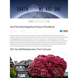 16 of The Most Magnificent Trees in The World