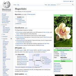 Magnoliales