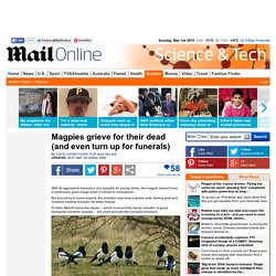 Magpies grieve for their dead (and even turn up for funerals)