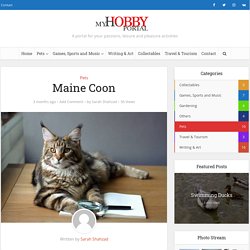 Maine Coon - My Hobby Portal