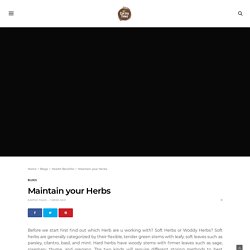 Checkout Ways to Maintain Your Herbs by Earthy Tales