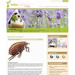 Des puces à la maison ? « Le blog de mes-huiles-essentielles.com