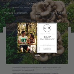 Maitake Mushroom Health Benefits, Usage and Side Effects