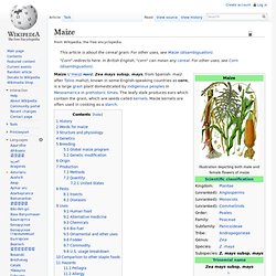 Maize - Wikipedia, the free encyclopedia - (Build 20100401064631
