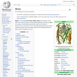 Maize