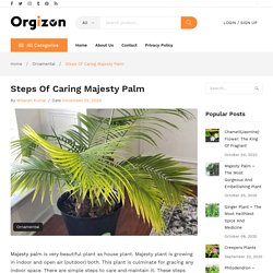 Majesty Palm Care - Simple Steps To Care Revena Palm
