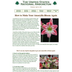 How to Make Your Amaryllis Bloom Again        