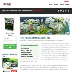 How To Make Marijuana Clones - 5 Easy steps