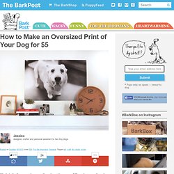 How to Make an Oversized Print of Your Dog for $5 - Barkpost - Blog From the Pups at BarkBox