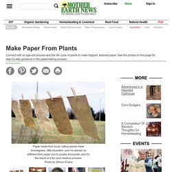 Make Paper From Plants - DIY