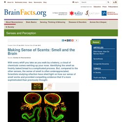 Making Sense of Scents: Smell and the Brain