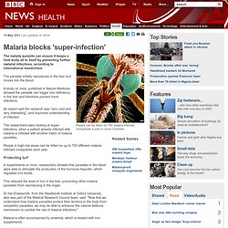 Malaria blocks 'super-infection'