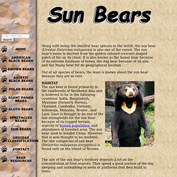 Malayan Sun Bears - Bears Of The World