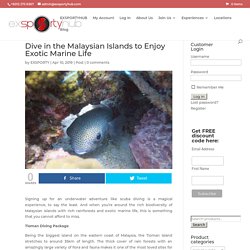 Dive in the Malaysian Islands to Enjoy Exotic Marine Life