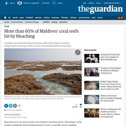 More than 60% of Maldives' coral reefs hit by bleaching
