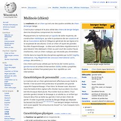 Malinois (chien)