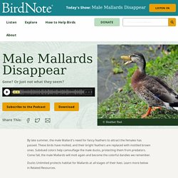 Male Mallards Disappear