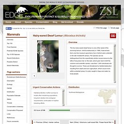 Mammal Species Information