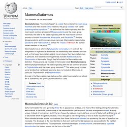 Mammaliaformes