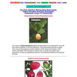 Coco Plum, Mammee Apple, Pomegranate & Persimmon Photos