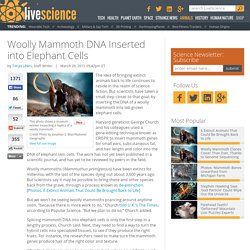 Woolly Mammoth DNA Inserted into Elephant Cells