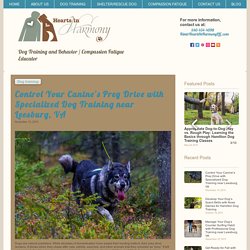 Manage Prey Drive with Expert Dog Training near Leesburg, VA