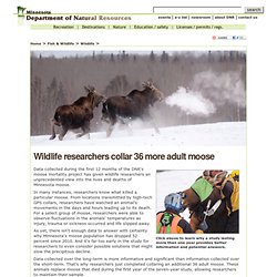 Moose management and research: Minnesota DNR