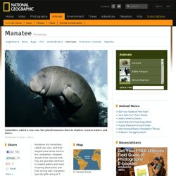 Manatees, Manatee Pictures, Manatee Facts