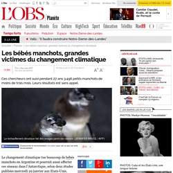 Les bébés manchots, grandes victimes du changement climatique- 30 janvier 2014 - L'Obs