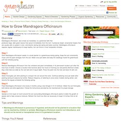 How to Grow Mandragora Officinarum
