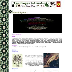 Mandrágora - Plantas solanáceas
