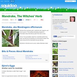 Mandrake, The Witches' Herb