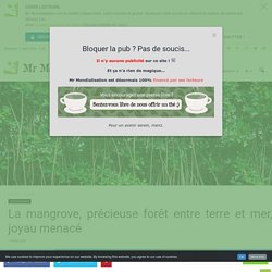 La mangrove, précieuse forêt entre terre et mer, joyau menacé