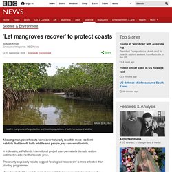 'Let mangroves recover' to protect coasts