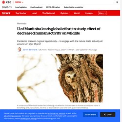U of Manitoba leads global effort to study effect of decreased human activity on wildlife