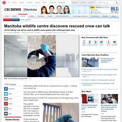 Manitoba wildlife centre discovers rescued crow can talk - Manitoba