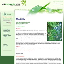 Herb - manjishtha-rubia cordifolia
