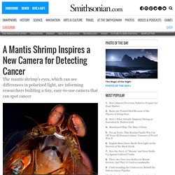 A Mantis Shrimp Inspires a New Camera for Detecting Cancer