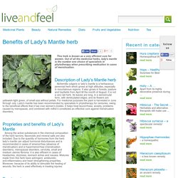 Health Benefits of Lady's Mantle