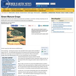 (Saving...) Green Manure Crops - Organic Gardening
