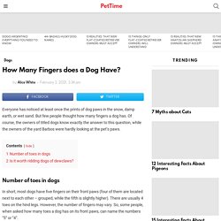 How Many Fingers does a Dog Have? - PetTime