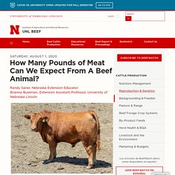 How Many Pounds of Meat Can We Expect From A Beef Animal?