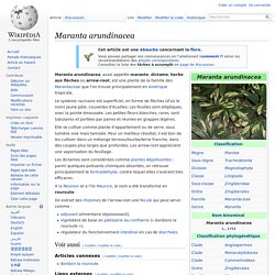 Maranta arundinacea alias arrow root alias rourout