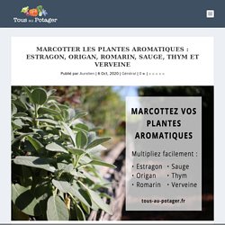 Marcotter les plantes aromatiques du potager - Méthode illustrée