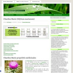 Chardon Marie (Silybum marianum)
