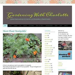 Must Plant Marigolds! - Gardening Charlotte - All season gardening tips from Charlotte - A Certified Gardener at Bluebird Gardens