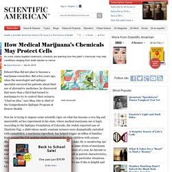How Medical Marijuana’s Chemicals May Protect Cells