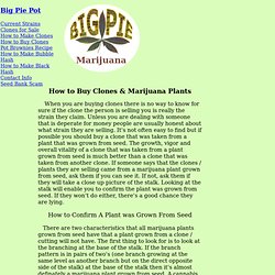 How to Buy Marijuana Clones & Marijuana Plants - What to Look For