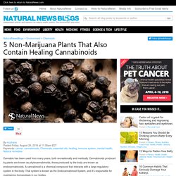 5 Non-Marijuana Plants That Also Contain Healing Cannabinoids